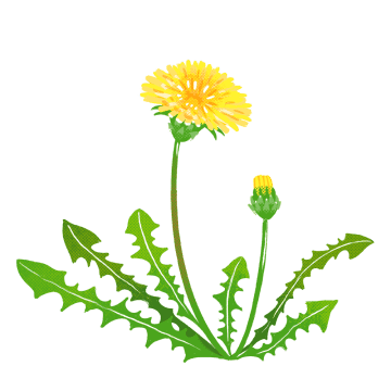 たんぽぽのイラスト