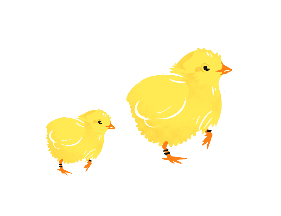 2羽のひよこ