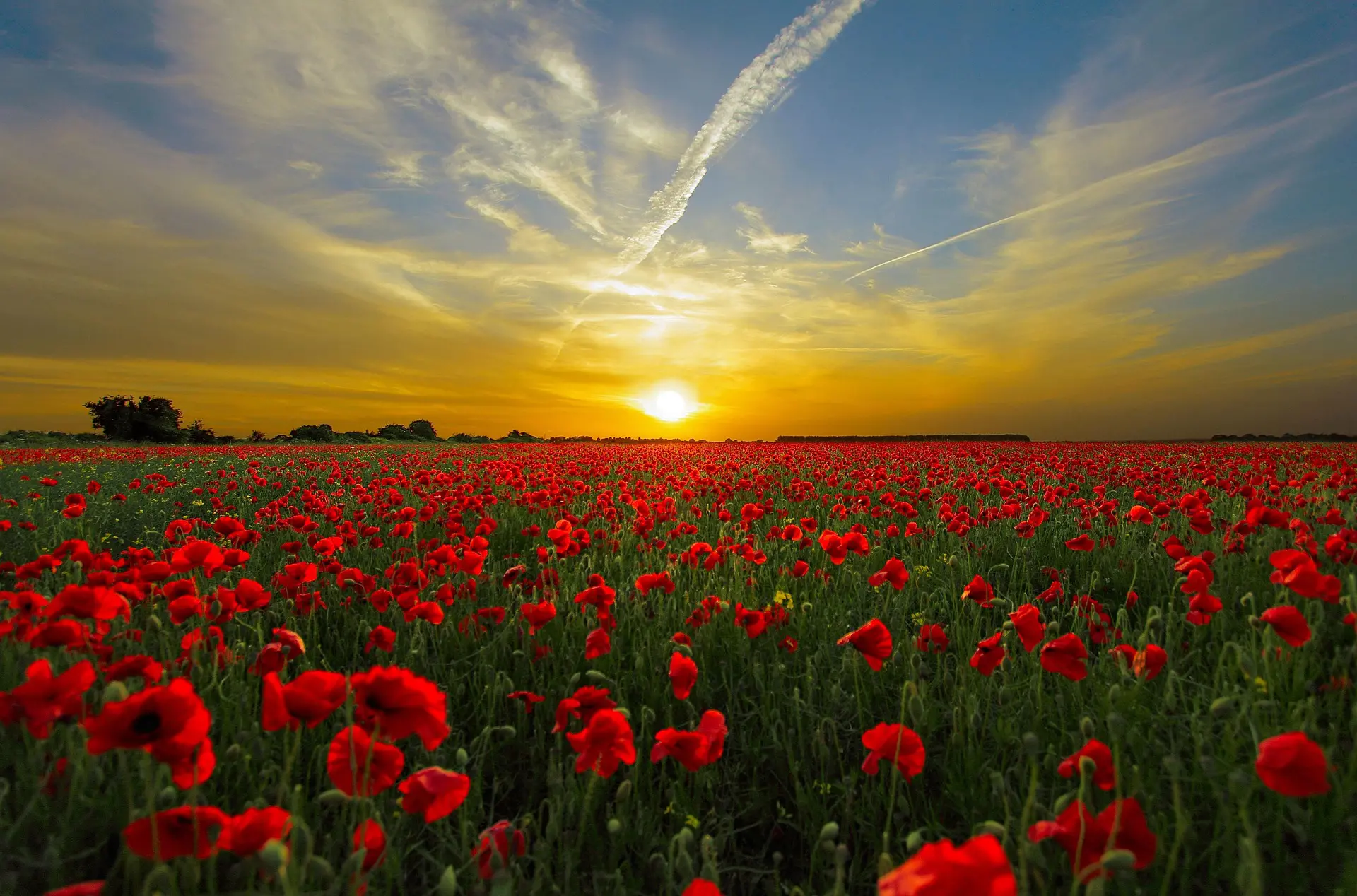 夕日に染まる空の下に広がる赤いポピーの花畑